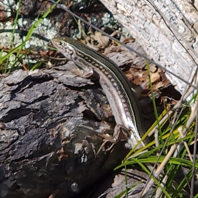 Ctenotus robustus (Robust Striped-skink) at Belconnen, ACT - 11 Nov 2023 by NathanaelC