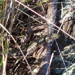 Ctenotus robustus at The Pinnacle - 12 Nov 2023