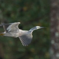 Egretta novaehollandiae (White-faced Heron) at Brunswick Heads, NSW - 5 Nov 2023 by macmad