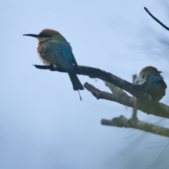 Merops ornatus (Rainbow Bee-eater) at Brunswick Heads, NSW - 6 Nov 2023 by macmad