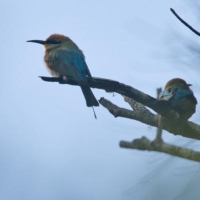 Merops ornatus (Rainbow Bee-eater) at Brunswick Heads, NSW - 5 Nov 2023 by macmad