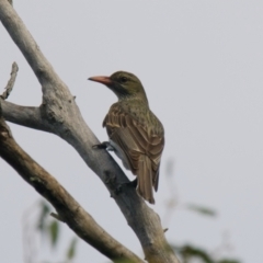 Oriolus sagittatus (Olive-backed Oriole) at Brunswick Heads, NSW - 5 Nov 2023 by macmad