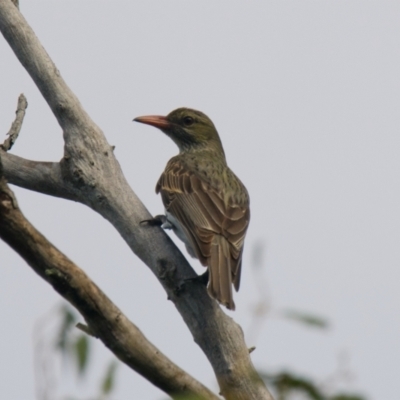 Oriolus sagittatus (Olive-backed Oriole) at Brunswick Heads, NSW - 6 Nov 2023 by macmad