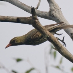 Oriolus sagittatus at Brunswick Heads, NSW - 6 Nov 2023