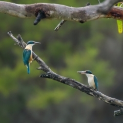 Todiramphus sanctus (Sacred Kingfisher) at Brunswick Heads, NSW - 5 Nov 2023 by macmad