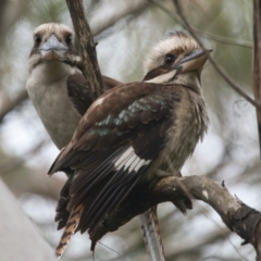 Dacelo novaeguineae (Laughing Kookaburra) at Brunswick Heads, NSW - 5 Nov 2023 by macmad