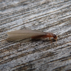 Coptotermes sp. (genus) at Braidwood, NSW - 11 Nov 2023 by MatthewFrawley