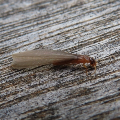 Unidentified Termite (superfamily Termitoidea) at QPRC LGA - 11 Nov 2023 by MatthewFrawley