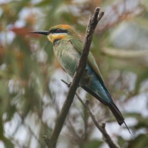 Merops ornatus at Brunswick Heads, NSW - 6 Nov 2023