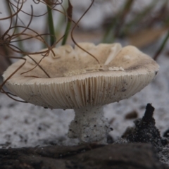 Amanita sp. (Amanita sp.) at Brunswick Heads, NSW - 6 Nov 2023 by macmad