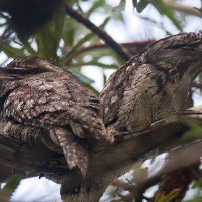 Podargus strigoides (Tawny Frogmouth) at Brunswick Heads, NSW - 6 Nov 2023 by macmad