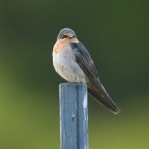 Hirundo neoxena at Brunswick Heads, NSW - 6 Nov 2023 06:33 PM