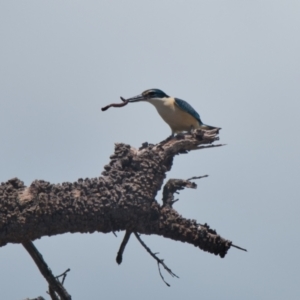 Todiramphus sanctus at Brunswick Heads, NSW - 7 Nov 2023