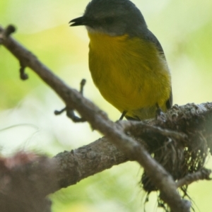 Eopsaltria australis at Brunswick Heads, NSW - 7 Nov 2023