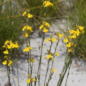 Goodenia stelligera at Brunswick Heads, NSW - 7 Nov 2023