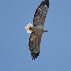 Haliaeetus leucogaster at Brunswick Heads, NSW - 7 Nov 2023