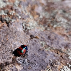 Choerocoris paganus (Ground shield bug) at Belconnen, ACT - 11 Nov 2023 by NathanaelC