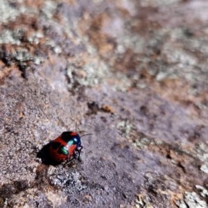 Choerocoris paganus at The Pinnacle - 12 Nov 2023