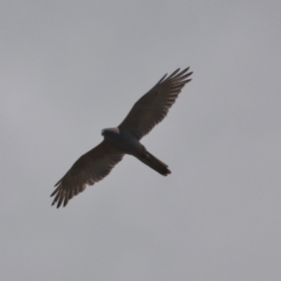 Accipiter fasciatus (Brown Goshawk) at Brunswick Heads, NSW - 7 Nov 2023 by macmad