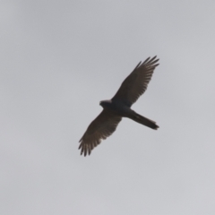 Accipiter fasciatus at Brunswick Heads, NSW - 7 Nov 2023