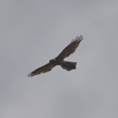 Accipiter fasciatus at Brunswick Heads, NSW - 7 Nov 2023