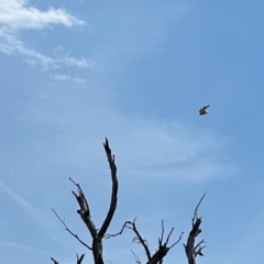 Falco cenchroides (Nankeen Kestrel) at Rendezvous Creek, ACT - 11 Nov 2023 by KMcCue