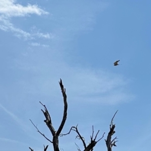 Falco cenchroides at Namadgi National Park - 11 Nov 2023