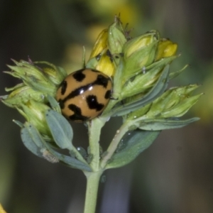 Coccinella transversalis at The Pinnacle - 12 Nov 2023 09:01 AM