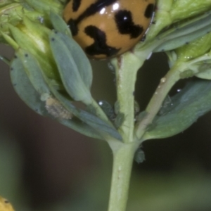 Coccinella transversalis at The Pinnacle - 12 Nov 2023 09:01 AM