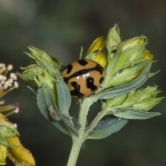 Coccinella transversalis at The Pinnacle - 12 Nov 2023 09:01 AM