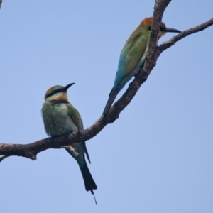 Merops ornatus at Brunswick Heads, NSW - 7 Nov 2023