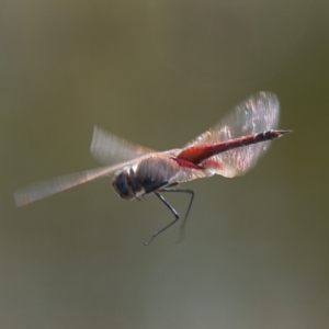 Tramea loewii at Brunswick Heads, NSW - 7 Nov 2023