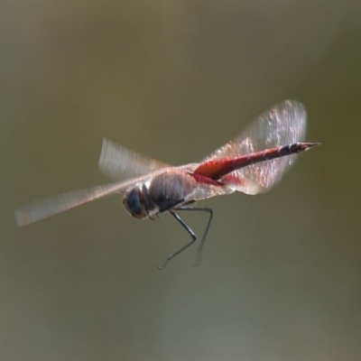 Unidentified Dragonfly or Damselfly (Odonata) at Brunswick Heads, NSW - 7 Nov 2023 by macmad