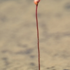 Drosera spatulata at Brunswick Heads, NSW - 7 Nov 2023 by macmad