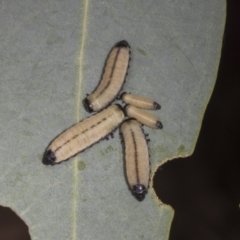 Paropsisterna cloelia (Eucalyptus variegated beetle) at Weetangera, ACT - 12 Nov 2023 by AlisonMilton