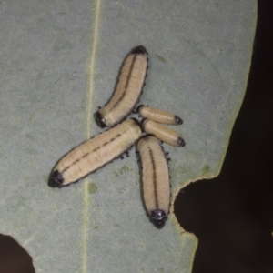 Paropsisterna cloelia at Weetangera, ACT - 12 Nov 2023