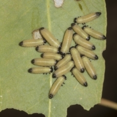 Paropsisterna cloelia at Weetangera, ACT - 12 Nov 2023