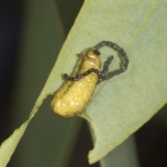 Gonipterus scutellatus at Weetangera, ACT - 12 Nov 2023