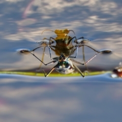 Unidentified Other insect at Brunswick Heads, NSW - 7 Nov 2023 by macmad