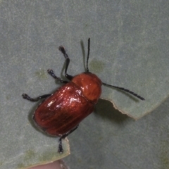 Aporocera (Aporocera) haematodes (A case bearing leaf beetle) at Weetangera, ACT - 11 Nov 2023 by AlisonMilton