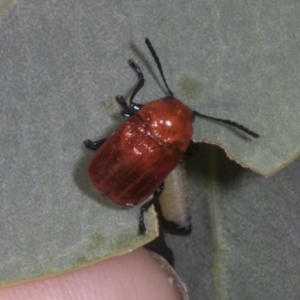 Aporocera (Aporocera) haematodes at The Pinnacle - 12 Nov 2023