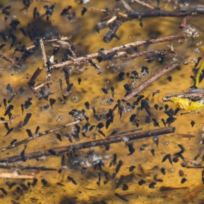 Unidentified Frog at Brunswick Heads, NSW - 7 Nov 2023 by macmad