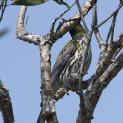 Oriolus sagittatus (Olive-backed Oriole) at Brunswick Heads, NSW - 7 Nov 2023 by macmad