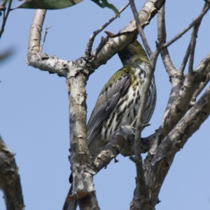 Oriolus sagittatus at Brunswick Heads, NSW - 7 Nov 2023