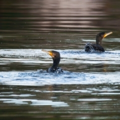 Phalacrocorax carbo (Great Cormorant) at Brunswick Heads, NSW - 7 Nov 2023 by macmad