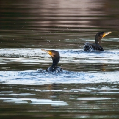 Phalacrocorax carbo (Great Cormorant) at Brunswick Heads, NSW - 8 Nov 2023 by macmad