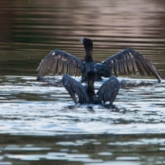 Phalacrocorax carbo at Brunswick Heads, NSW - 8 Nov 2023