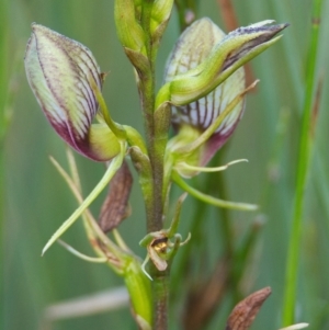 Cryptostylis erecta at Brunswick Heads, NSW - suppressed