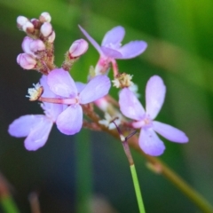 Stylidium sp. (Trigger Plant) at Brunswick Heads, NSW - 7 Nov 2023 by macmad