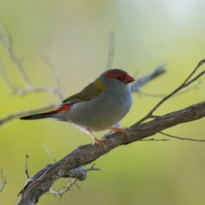 Neochmia temporalis (Red-browed Finch) at Brunswick Heads, NSW - 8 Nov 2023 by macmad